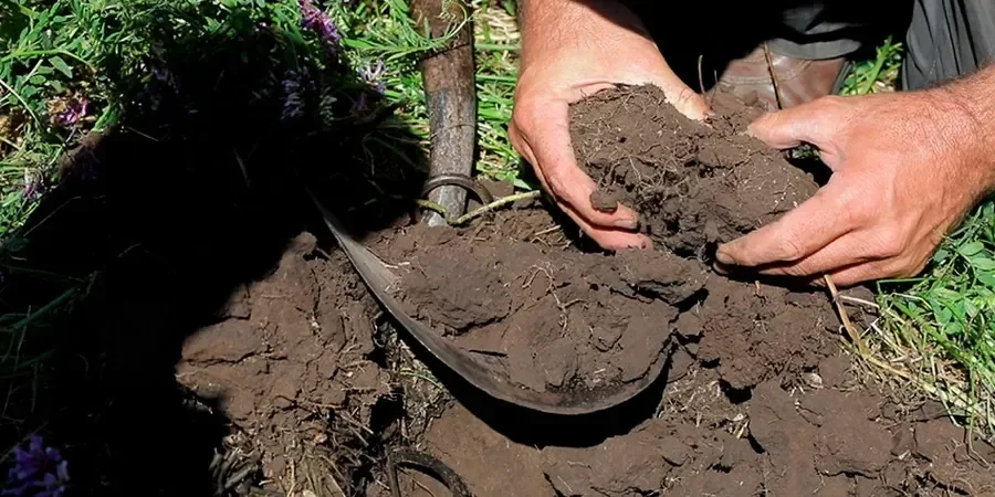 Illustrative image of Organic soil management in Bradford